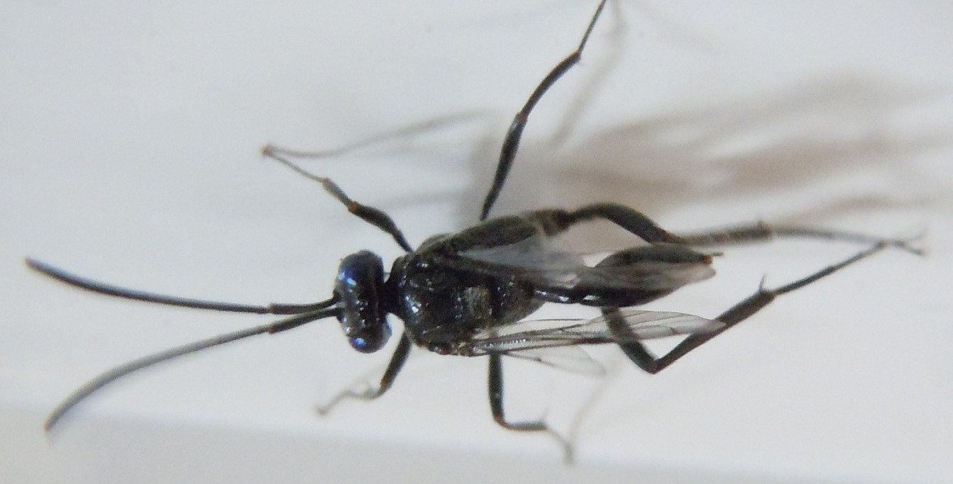 Evaniidae dalla Spagna:  Evania sp.